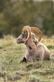 Pryor Mtn Big Horn Sheep 4150