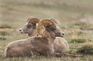 Pryor Mtn Big Horn Sheep 4151
