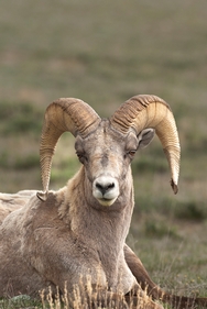 Pryor Mtn Big Horn Sheep 4162