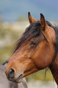 Pryor Mtn. Horse 4212