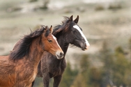 Pryor Mtn. Horses 4103