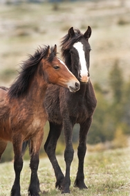 Pryor Mtn. Horses 4110