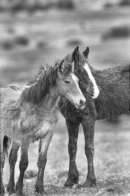 Pryor Mtn. Horses B&W 4088