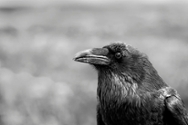 Raven 8167