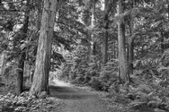 Roosevelt Cedars 1541