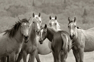 Horses Montana B&W 261
