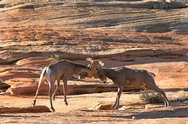 Big Horn Rams Fight 3129