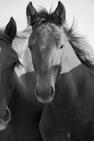 Foal and mom 2052