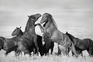 Stallions Fighting 2590