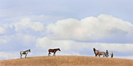 Horses Montana 284