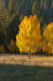 Aspen fall color 3059