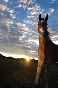 Colt Sunset 5358