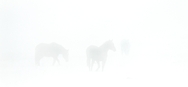 Horses in fog final