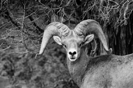 Big Horn Sheep 3673