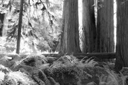 Redwood NP 2663