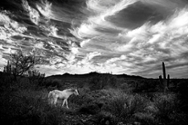 Mares Tail Sky 6540