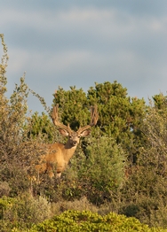 alton buck color190