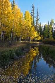 Duck Creek Fall 5040