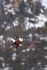 Bald Eagle takeoff 7745