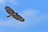 Red Tail Hawk Screeching 33