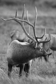 Elk Slippery Ann B&W 4007