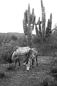Dos Saguaros 6173