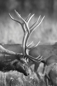 Charles Russell wildlife Refuge Elk 1689